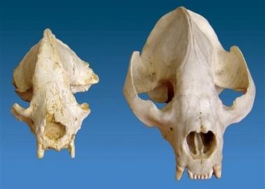 科学家发现200万年前最早大熊猫祖先化石
