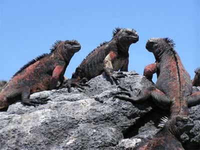 史前动物海鬣蜥因无天敌丧失逃生能力图