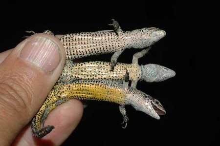 欧洲普通雄性蜥蜴腹部颜色不同