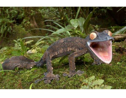 马达加斯加奇妙生物:巨型叶尾壁虎(组图)