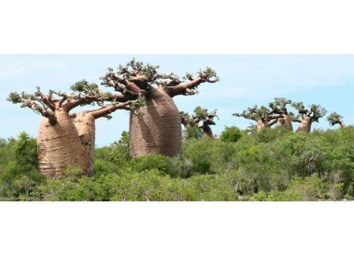 马达加斯加奇妙生物:巨型叶尾壁虎(组图)(3)