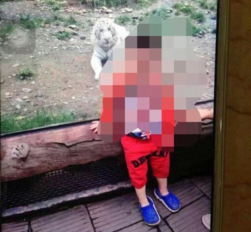 事发前男童刚和白虎合影