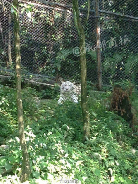 肇事白虎已经被关禁闭