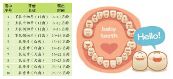 宝宝的牙齿发育