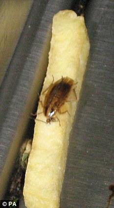 蟑螂在肯德基快餐店派餐区吃薯条