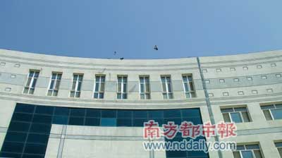 外观气派的县政府大楼空置多年，野鸽在里面安了家。南都记者 杨晓红 摄