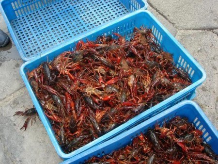 市场上售卖的小龙虾