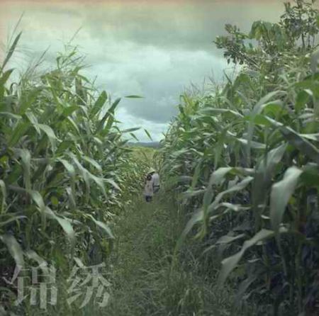 云南香料再探秘 