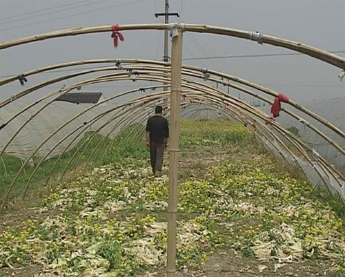 菜农不得不将大棚里的蔬菜打碎埋入地下当肥料