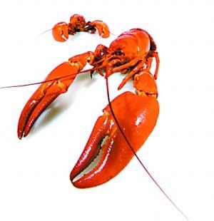 长江中下游“鱼米之乡”干旱影响食品价格 或推高5月CPI