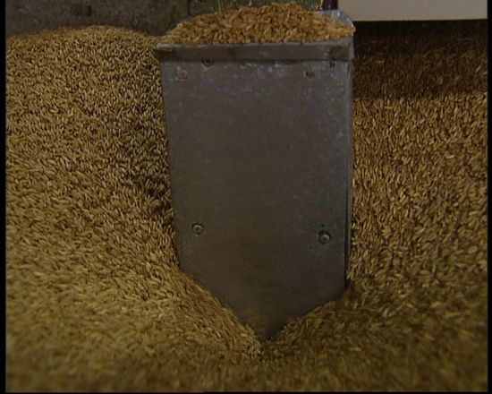 麦片（央视提供）