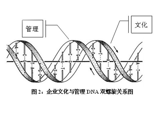 图2：企业文化与管理DNA双螺旋关系图
