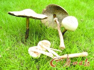 铅绿褶菇。(资料图)