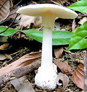 致命白毒伞 。(资料图)