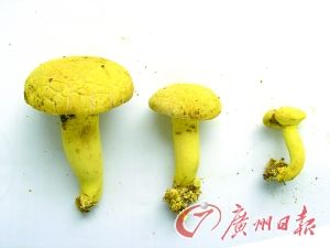 黄粉末牛肝菌 。(资料图)