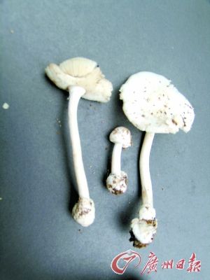 黄盖鹅膏白色变种 。(资料图)