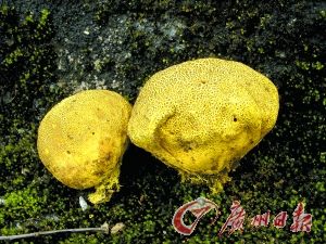 橙黄硬皮马勃。(资料图)