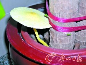 纯黄白鬼伞。(资料图)