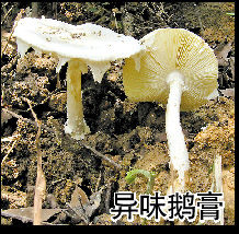 毒伞。(资料图)
