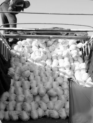 济南市区七里堡批发市场，菜贩拉来的大白菜等待销售 