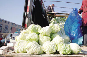 等待出售的大白菜。记者 龚辉 摄