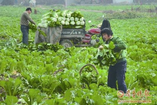     菜农在自家地里收割白菜，装车运到蔬菜批发市场。