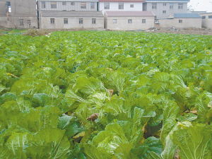 刘芬秀近3亩大白菜一棵菜也没有卖出去。