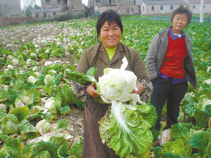 　徐礼梅手捧着一棵重2.5公斤的大白菜说，这么好的白菜却没有人买。