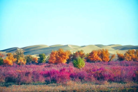 达里雅布依之秋。