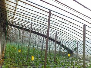 延庆蔬菜基地的大棚菜12小时就能进市民的菜篮子。 　　孙颖摄