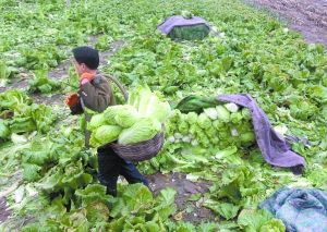 　　固安县宫村镇南马村，菜农毕连成从雨后泥泞的地里往外运菜，再送到蔬菜交易市场等待商贩收购。肩头的菜筐每次装进六十多斤白菜，运气好能换来三四块钱。