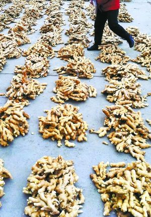北京八里桥批发市场，菜贩将品相很好的生姜搓堆儿销售，一堆二十来斤，三十块钱。