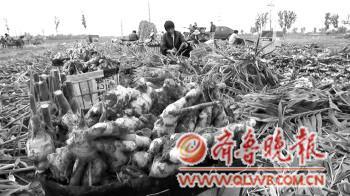 ▲莱州马格庄的姜农正在收姜。(来自视频截图)