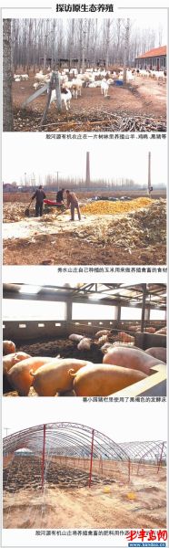 记者探访原生态养殖