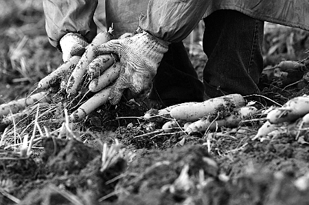 担心地里上冻，中牟农民抢收胡萝卜。