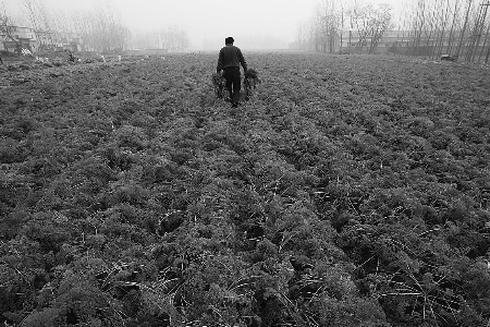 中牟胡萝卜大面积滞销