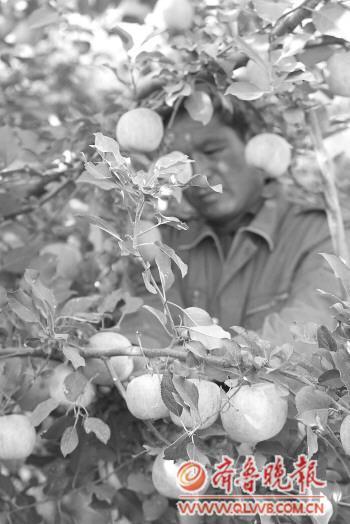 看着果树上的苹果，果农很是欣慰。　本报记者 赵金阳 摄