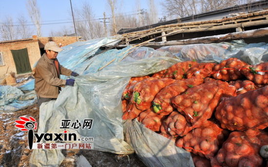 　图为12月7日，王琪家的农家院子里一下子人车来来往往，好不热闹。来拉萝卜的有单位，也有个人。装完萝卜有人来跟王琪打个招呼，有人留下二十元或者几百元的“辛苦钱”，也有人拉了萝卜就走，招呼也懒得打。 亚心网记者 朱翊 摄