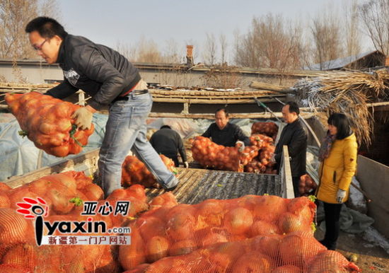 　　图为12月7日，王琪家的农家院子里一下子人车来来往往，好不热闹。来拉萝卜的有单位，也有个人。装完萝卜有人来跟王琪打个招呼，有人留下二十元或者几百元的“辛苦钱”，也有人拉了萝卜就走，招呼也懒得打。 亚心网记者 朱翊 摄