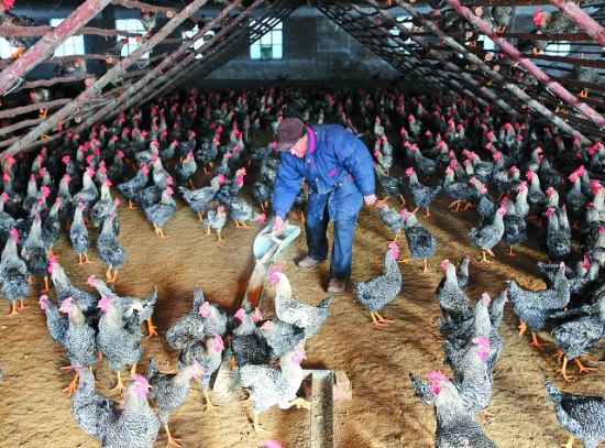 田师傅正在鸡舍里喂食 本报记者 白桄 摄