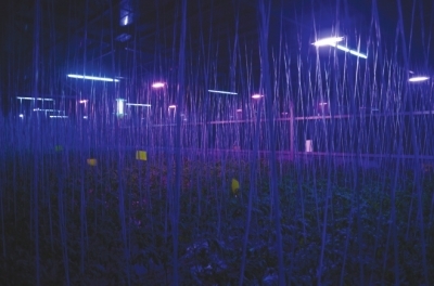 植物综合生长技术研究中心