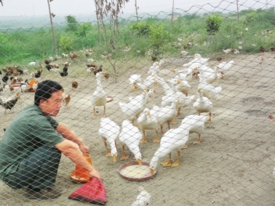 灯诱害虫成为高蛋白饲料