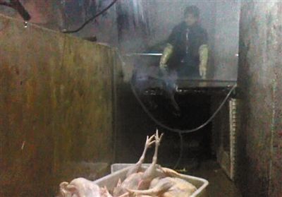 通州金晖养鸡场屠宰场，工人正用水管给身前池子里的乌鸡注水。