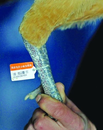 每只鸡上都配有条形码脚环。
