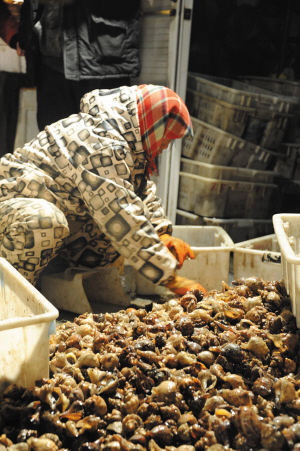 一位大姐正在分拣海螺。
