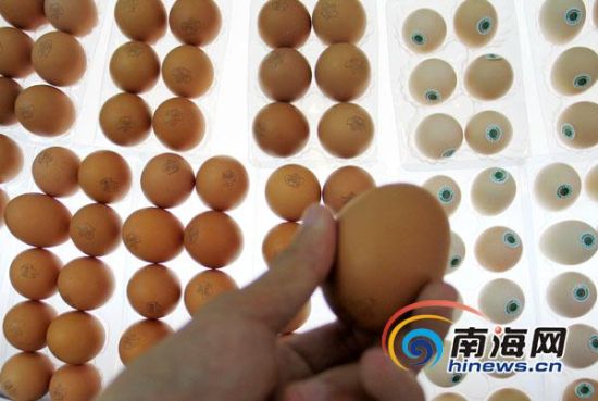 建立海南鸡蛋‘绿色通道’势在必行(南海网记者张茂摄)