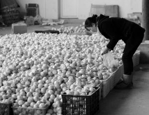 批发商称水果到手的毛利只有10%。摄影 陈艾