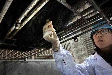 熊接受引流图片一 本报记者余叶摄影。