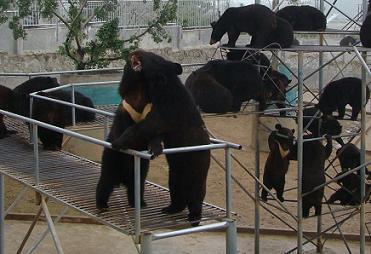 熊场内的幼熊 本报记者余叶摄影。