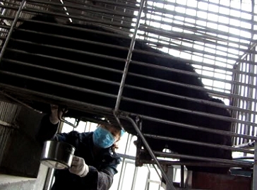 熊接受引流图片二 本报记者余叶摄影。